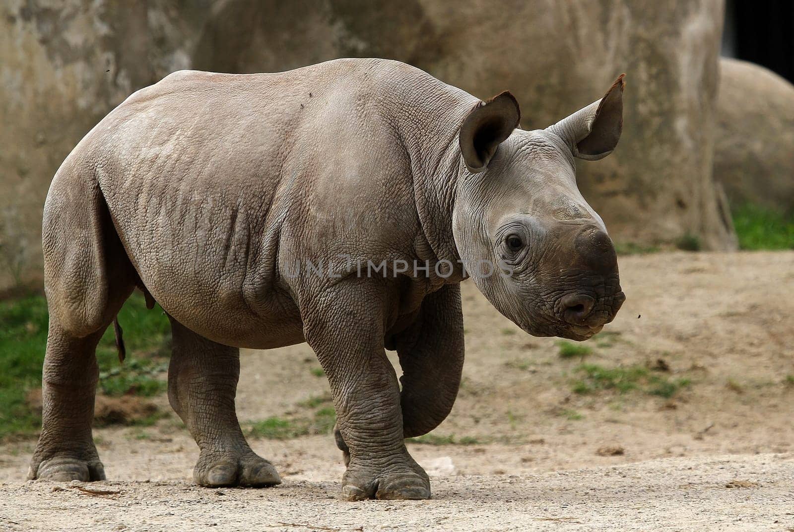 Young rhinoceros