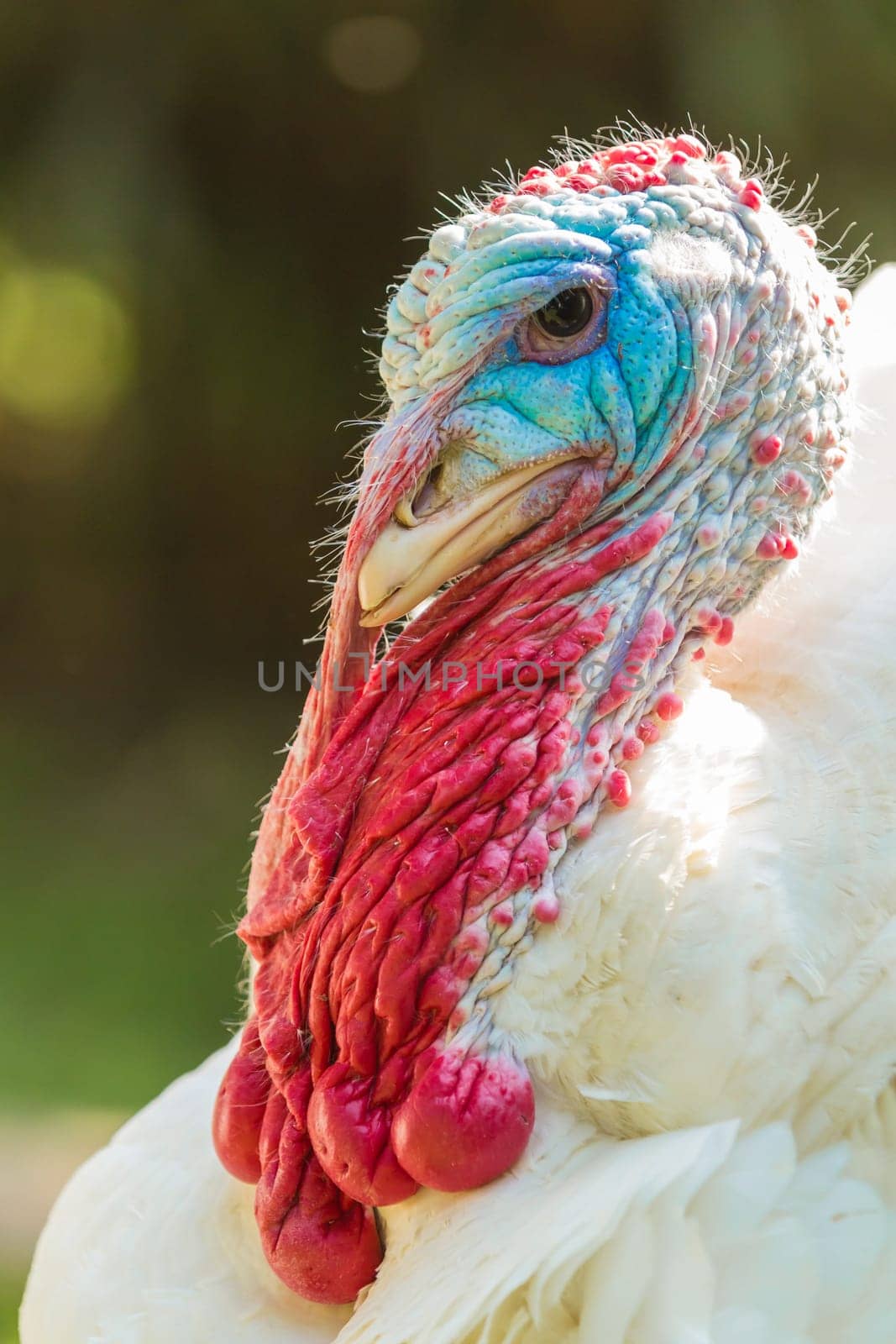 Colorful head of a male turkey,puter