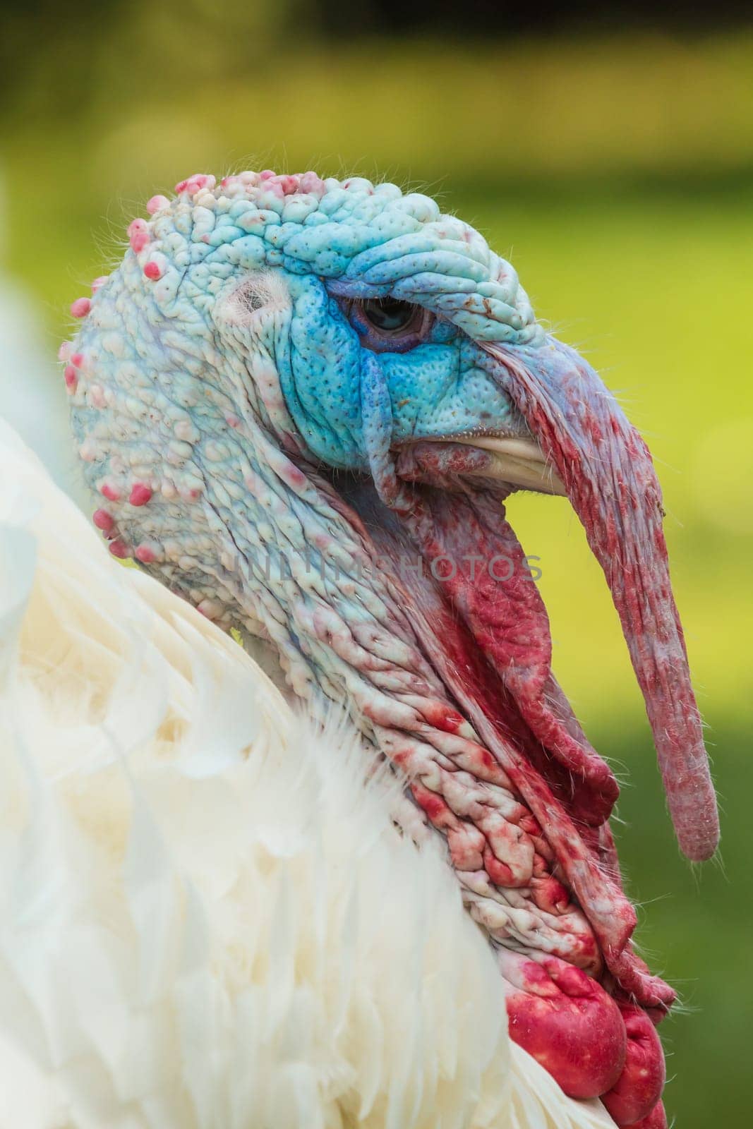 Colorful head of a male turkey,puter