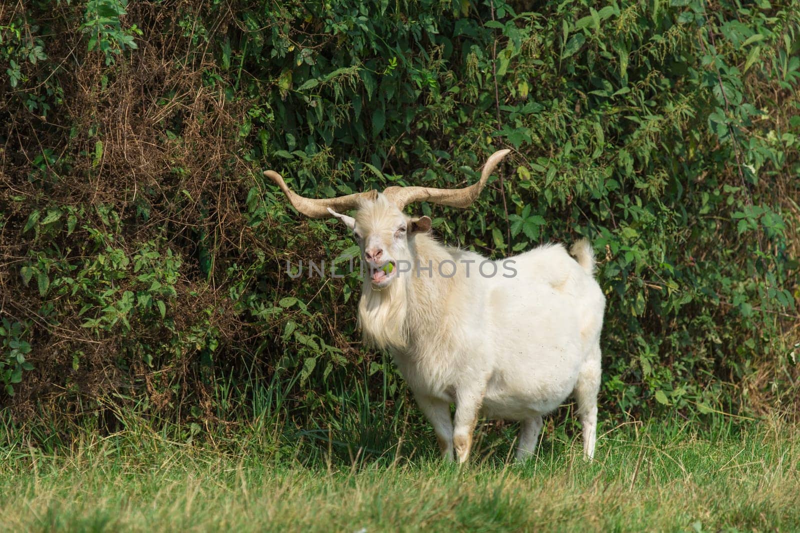 A goat stands in a meadow and chews