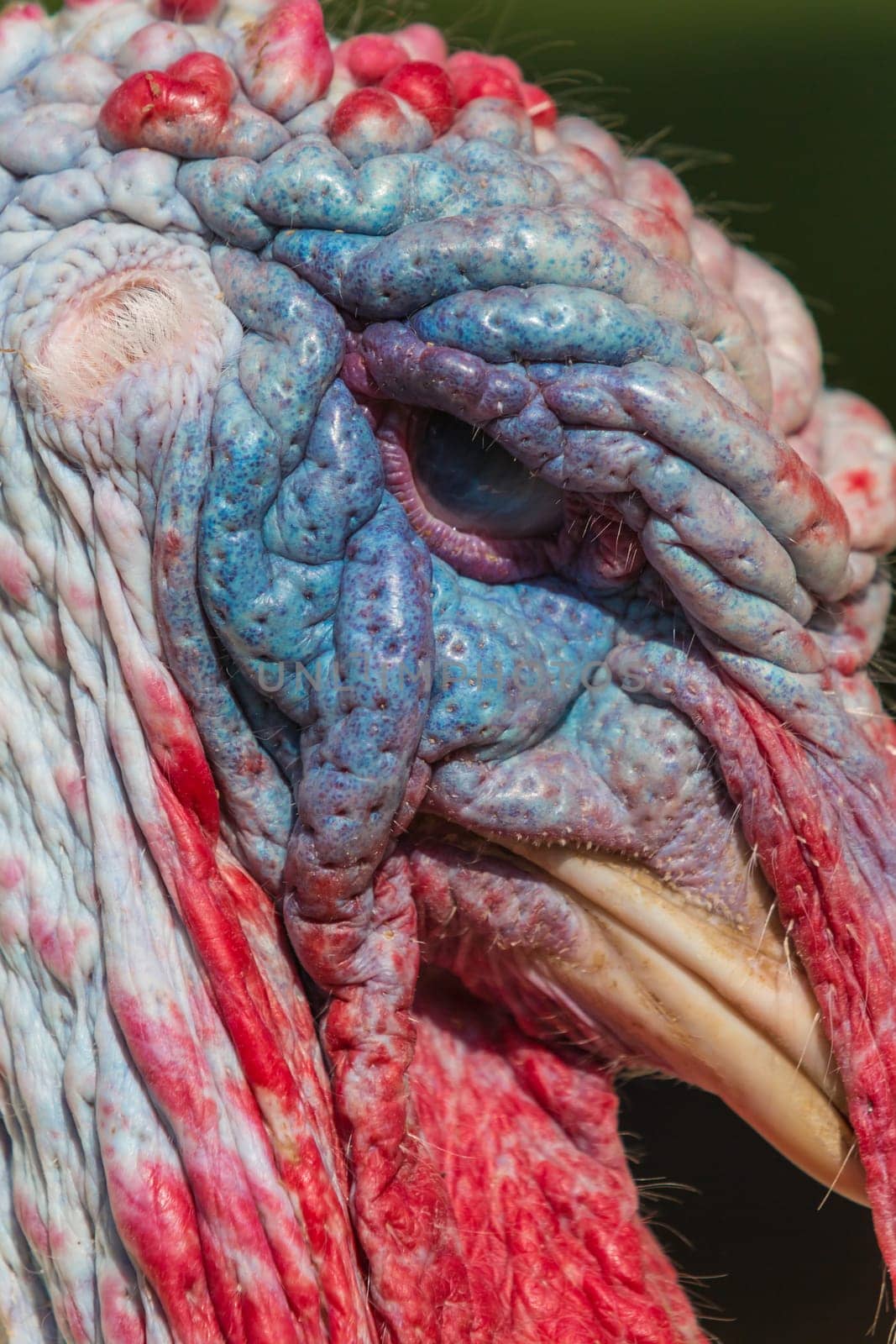 Colorful head of a male turkey,puter