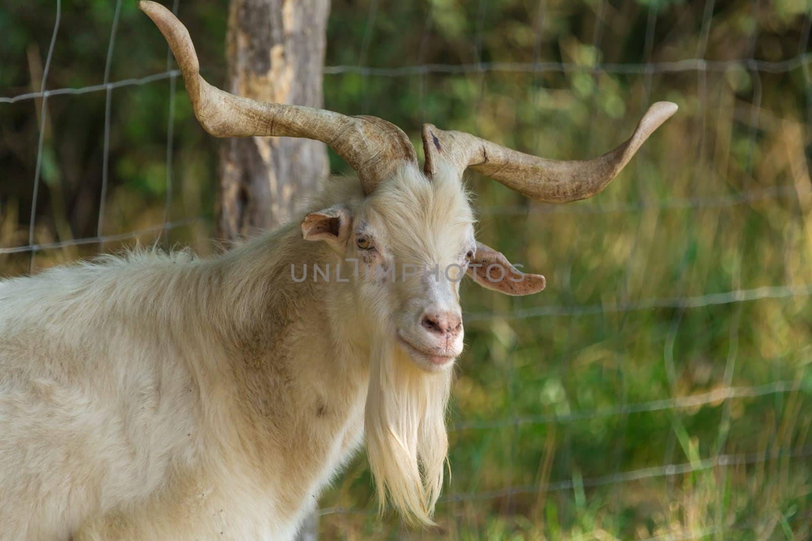 A goat stands in a meadow and chews