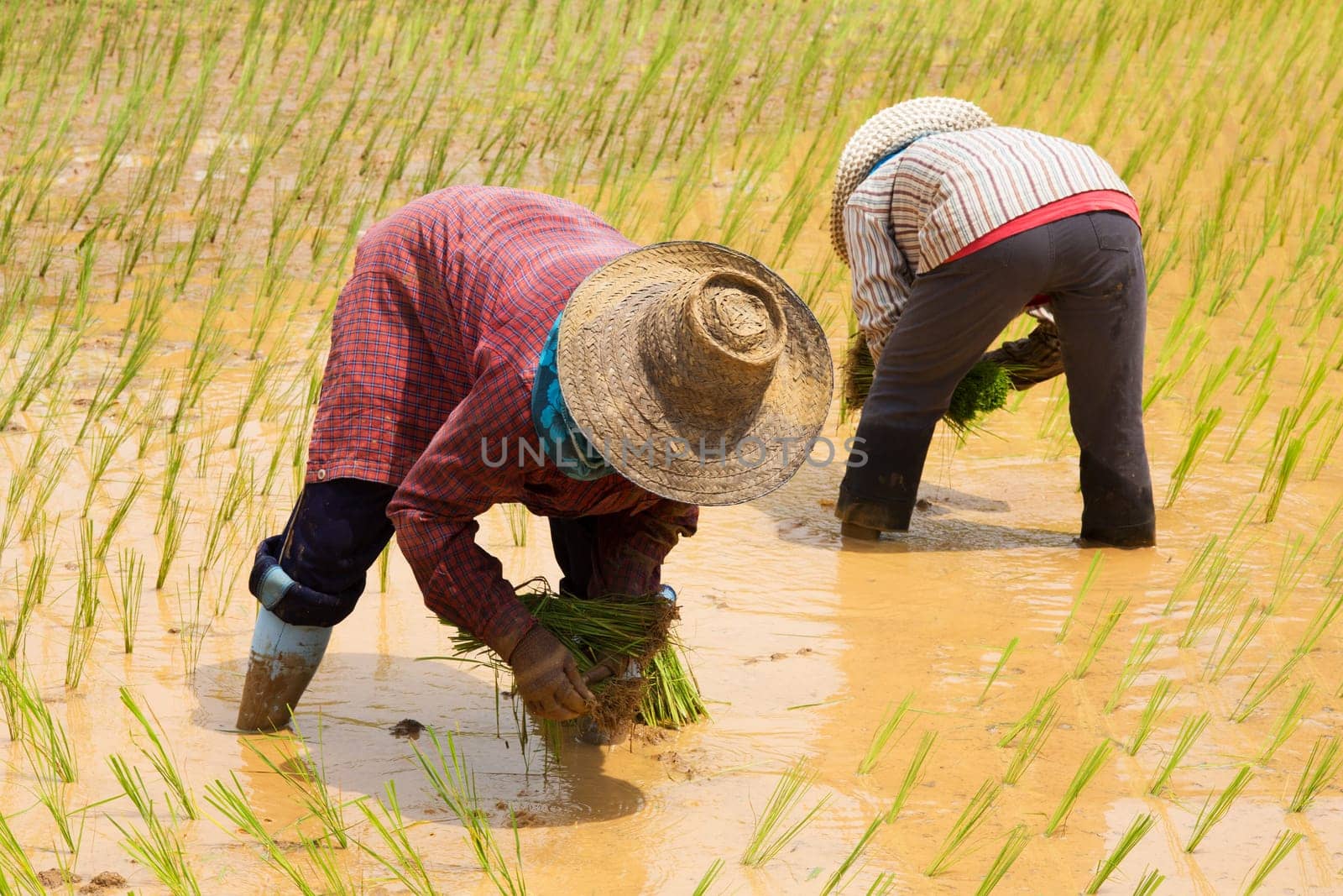 Planting rice,agriculture in Asia at the rice field