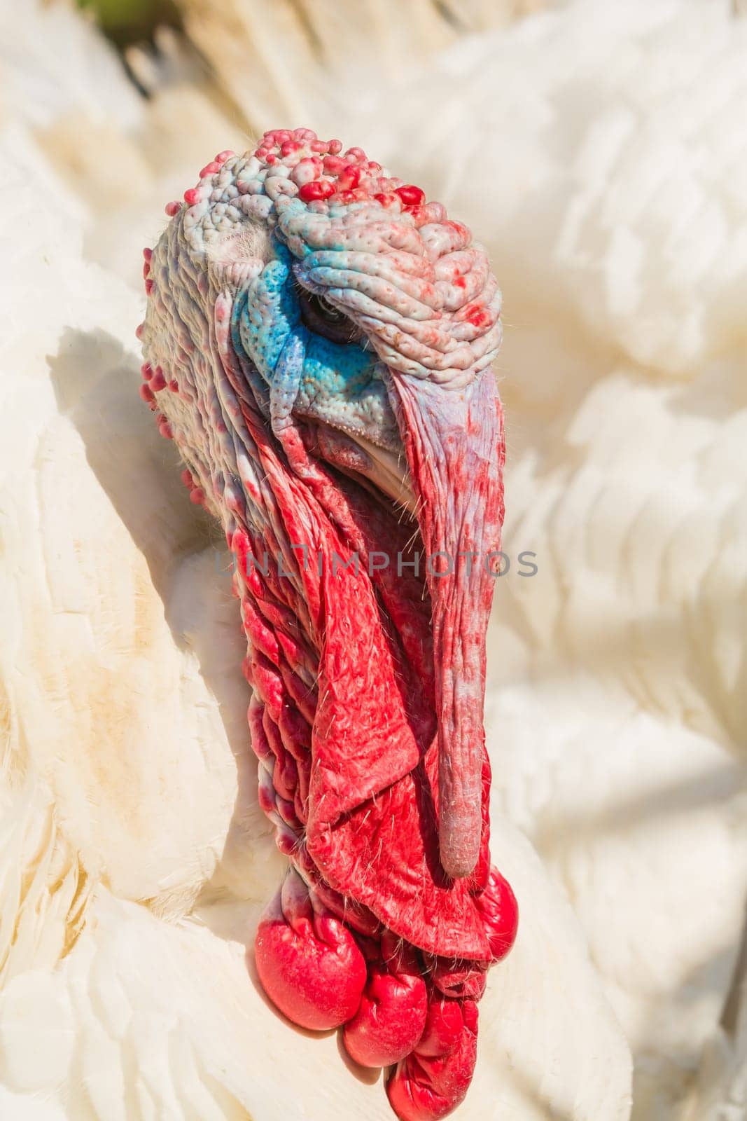 Colorful head of a male turkey,puter