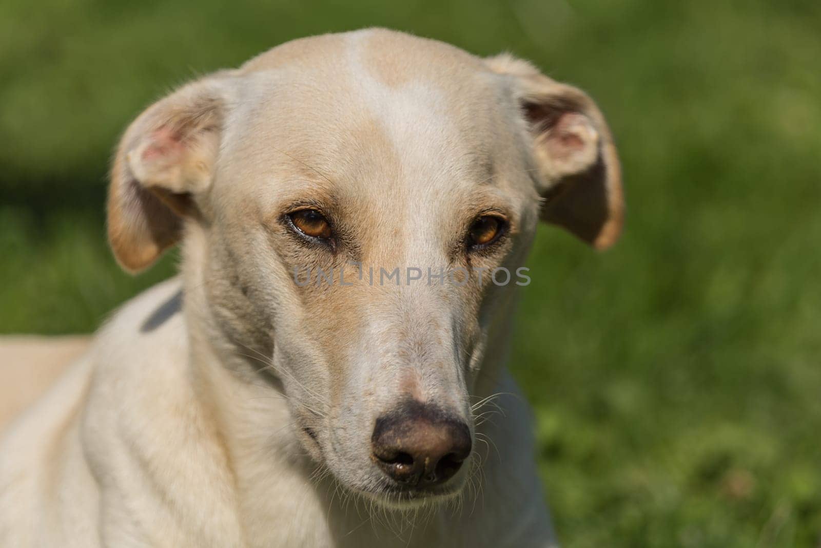 Portrait of a Spanish greyhound