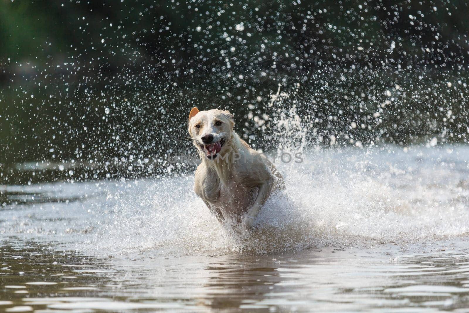 Spanish greyhound chases through the water