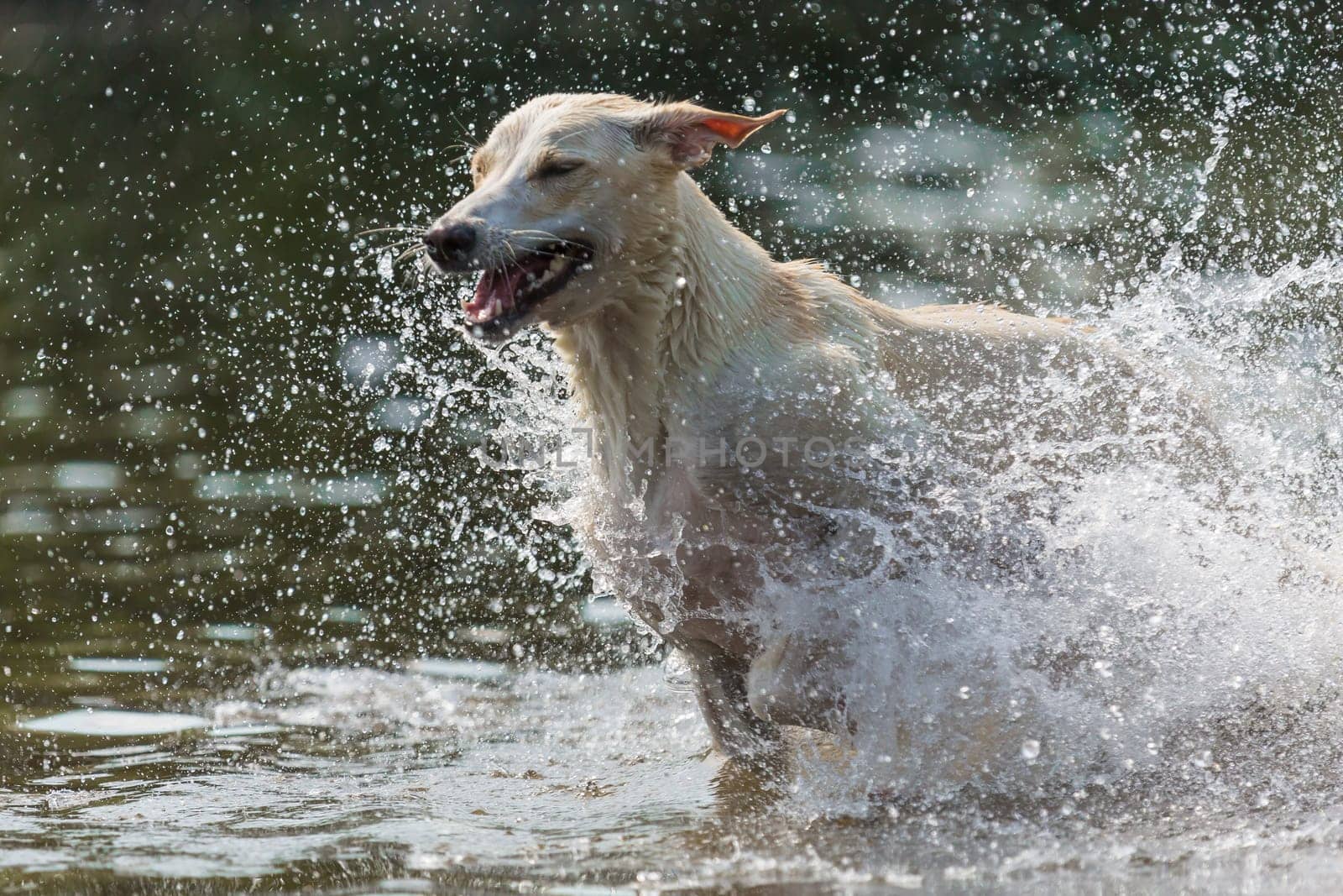 Spanish greyhound chases through the water