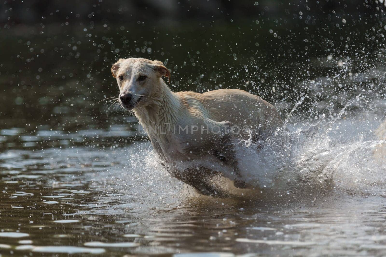 Spanish greyhound chases through the water