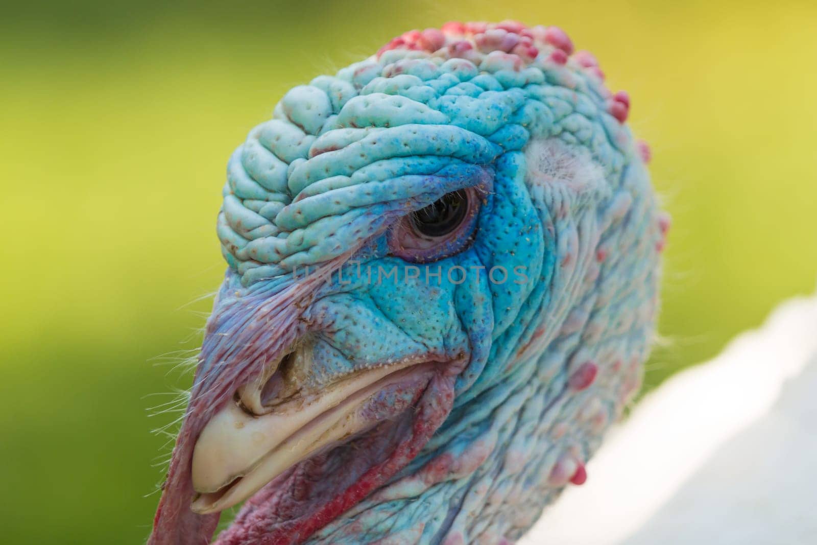 Colorful head of a male turkey,puter