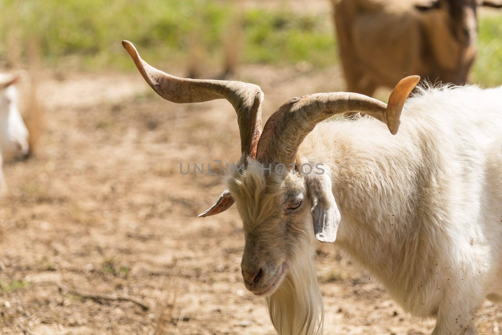 A goat stands in a meadow and chews