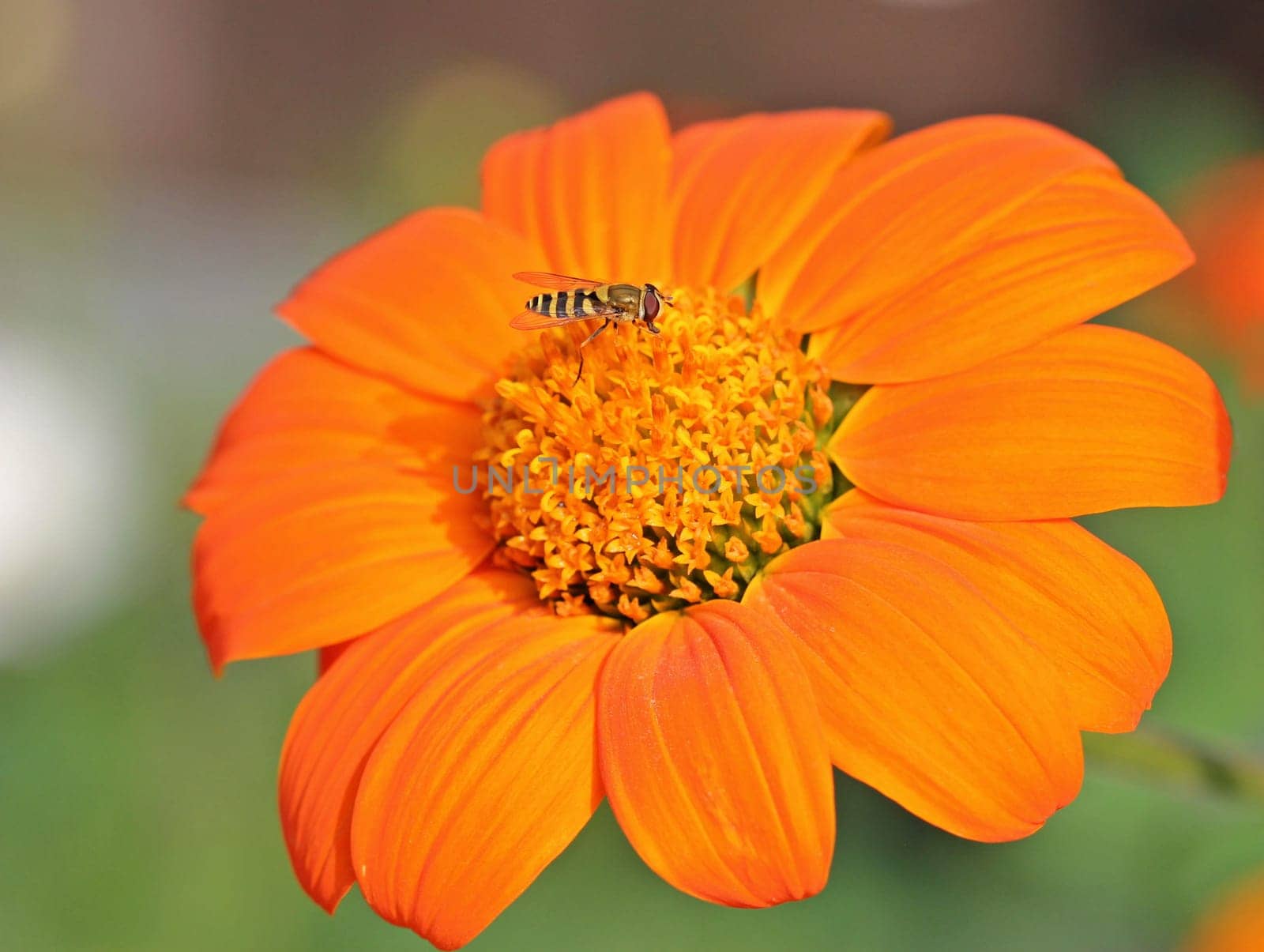 Hoverfly on Tithonie