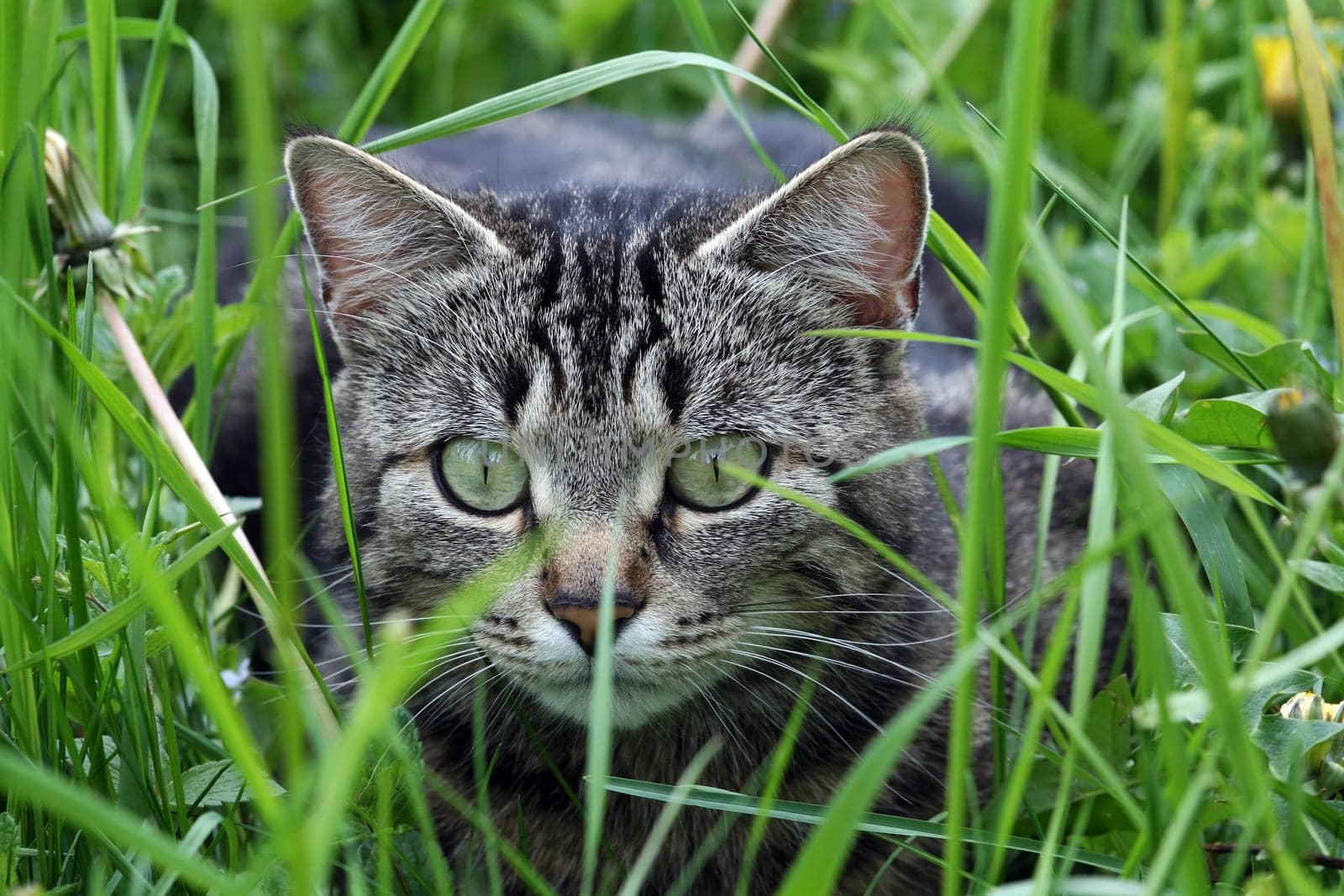 A cat about to attack