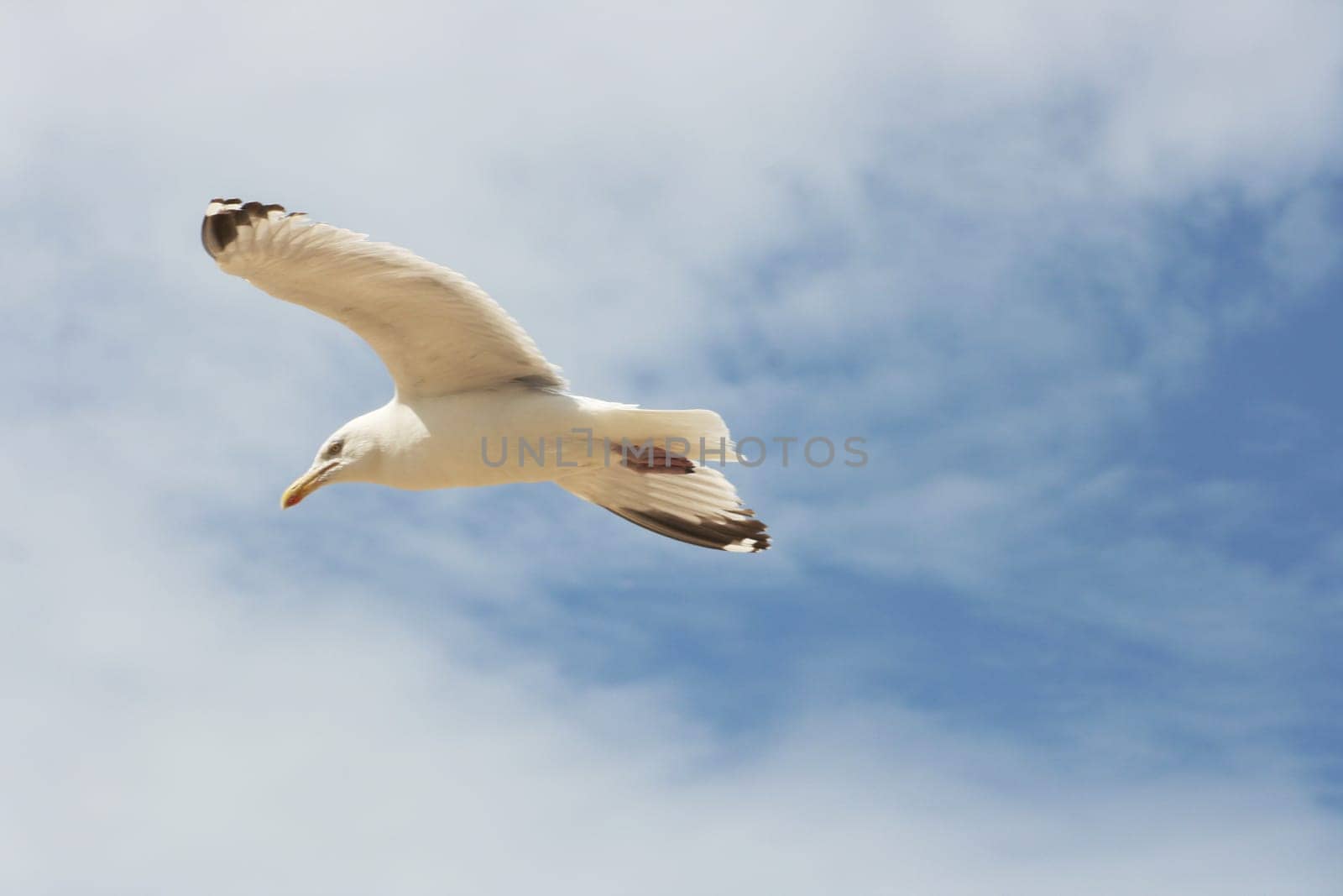 Close-up of a flying herring gull with blue sky in the background