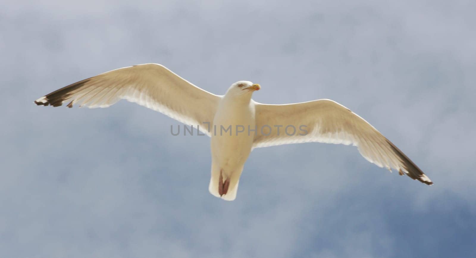 Close-up of a flying herring gull with blue sky in the background