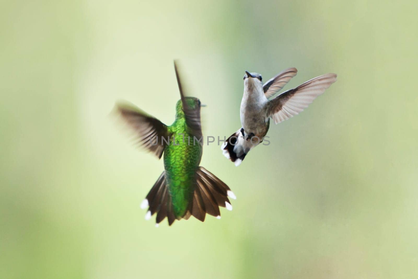 Two beautiful hummingbirds in flight doing their playful mating dance or fighting on a green blurred background of vegetation plants.