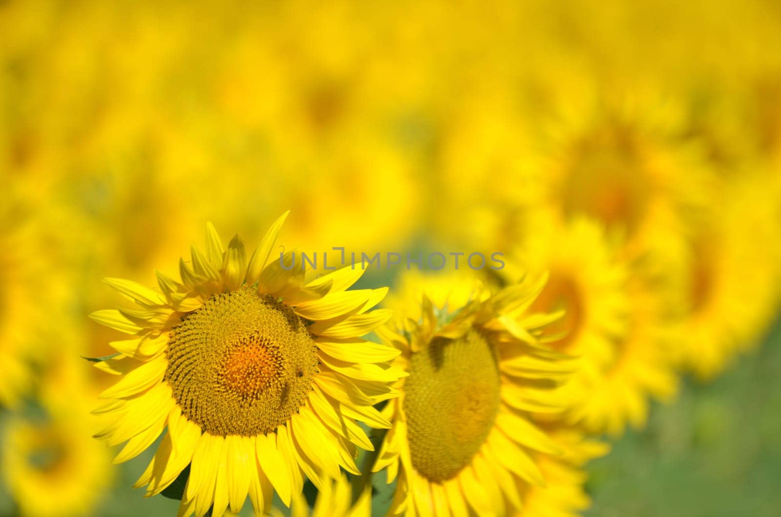 Beautiful sunflowers of Tuscany in Italia