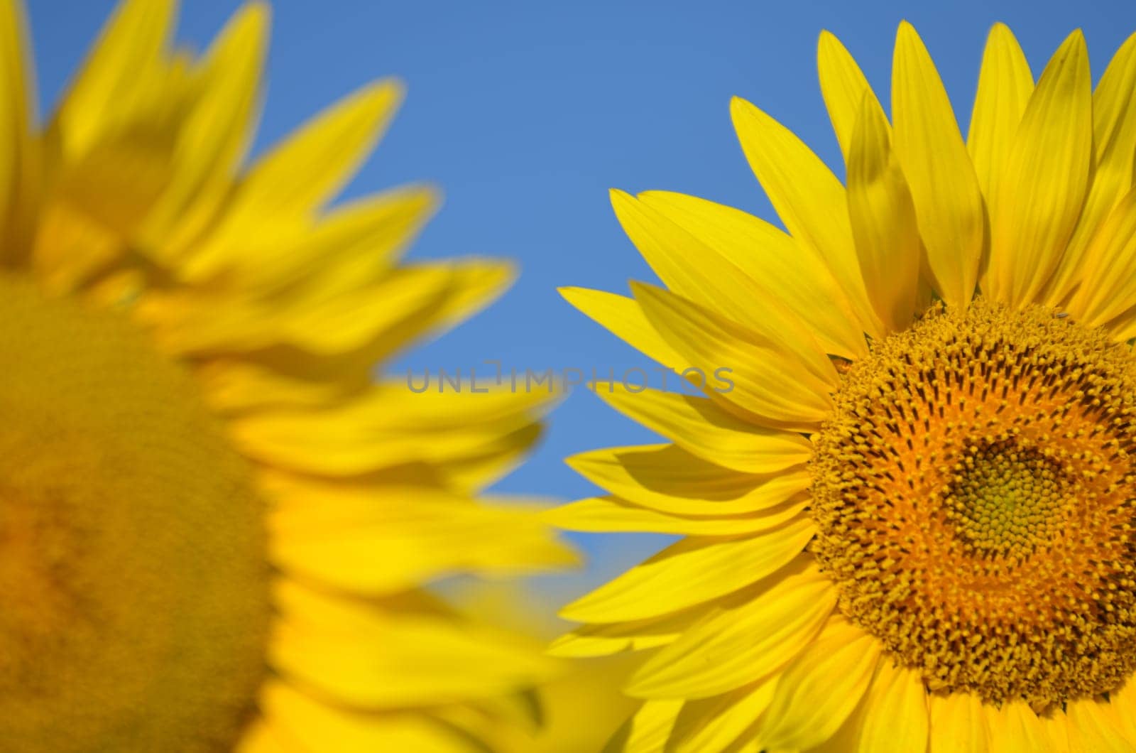 Beautiful sunflowers of Tuscany in Italy against blue sky