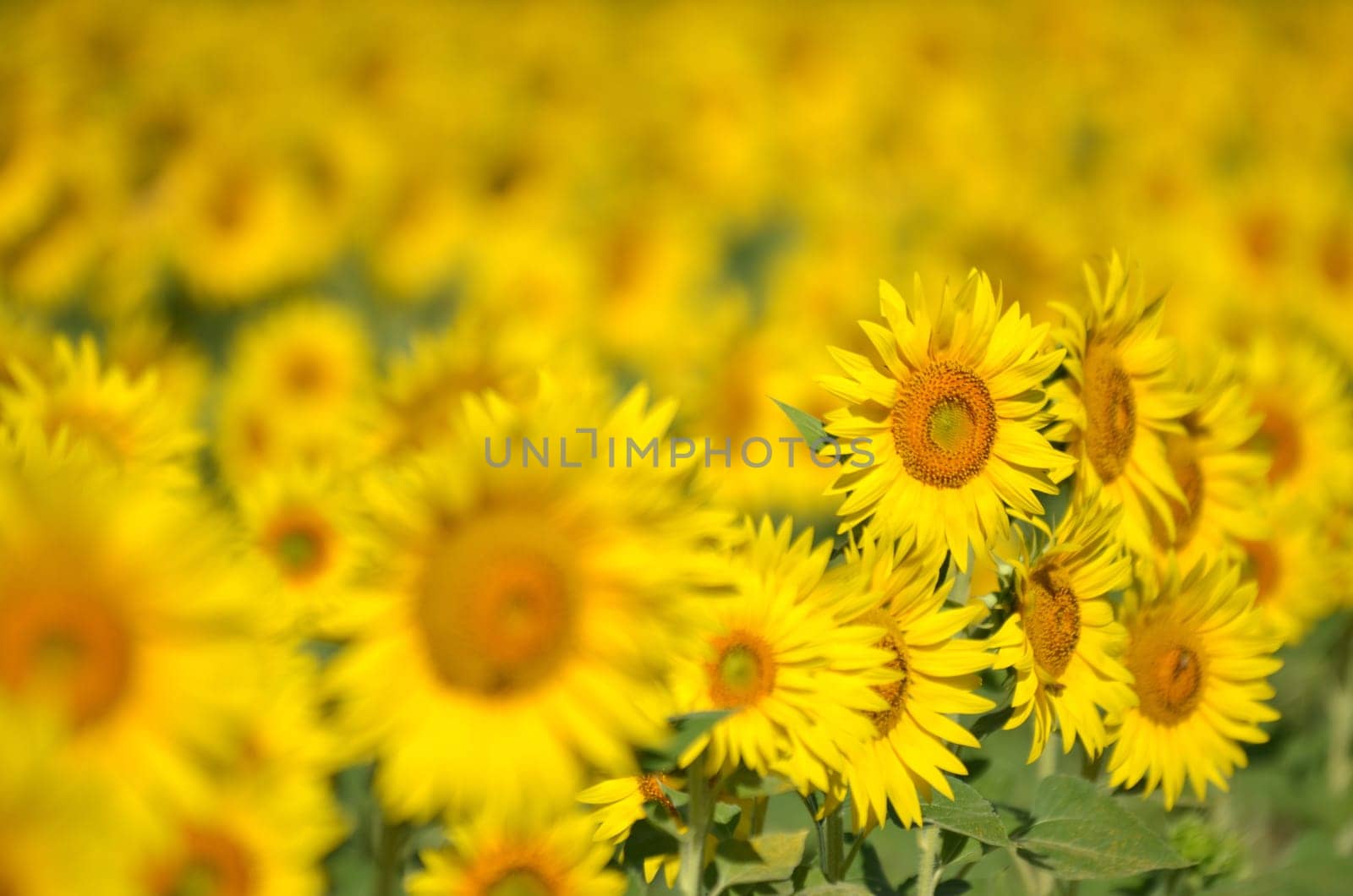Beautiful sunflowers of Tuscany in Italia