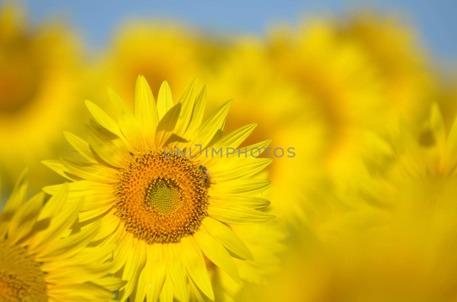 Beautiful sunflowers of Tuscany in Italy against blue sky