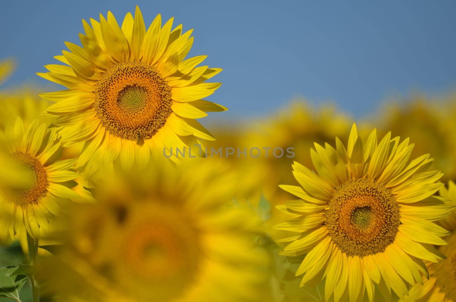 Beautiful sunflowers of Tuscany in Italy against blue sky