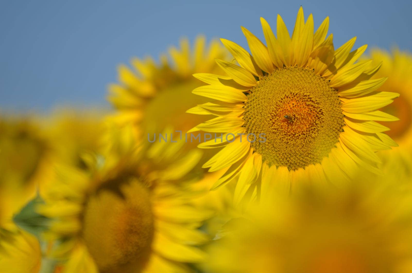 Beautiful sunflowers of Tuscany in Italy against blue sky