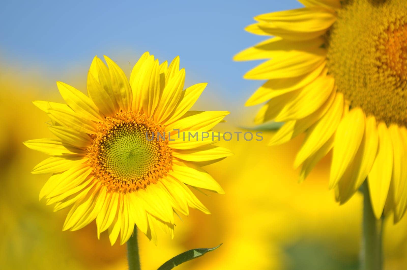 Beautiful sunflowers of Tuscany in Italy against blue sky