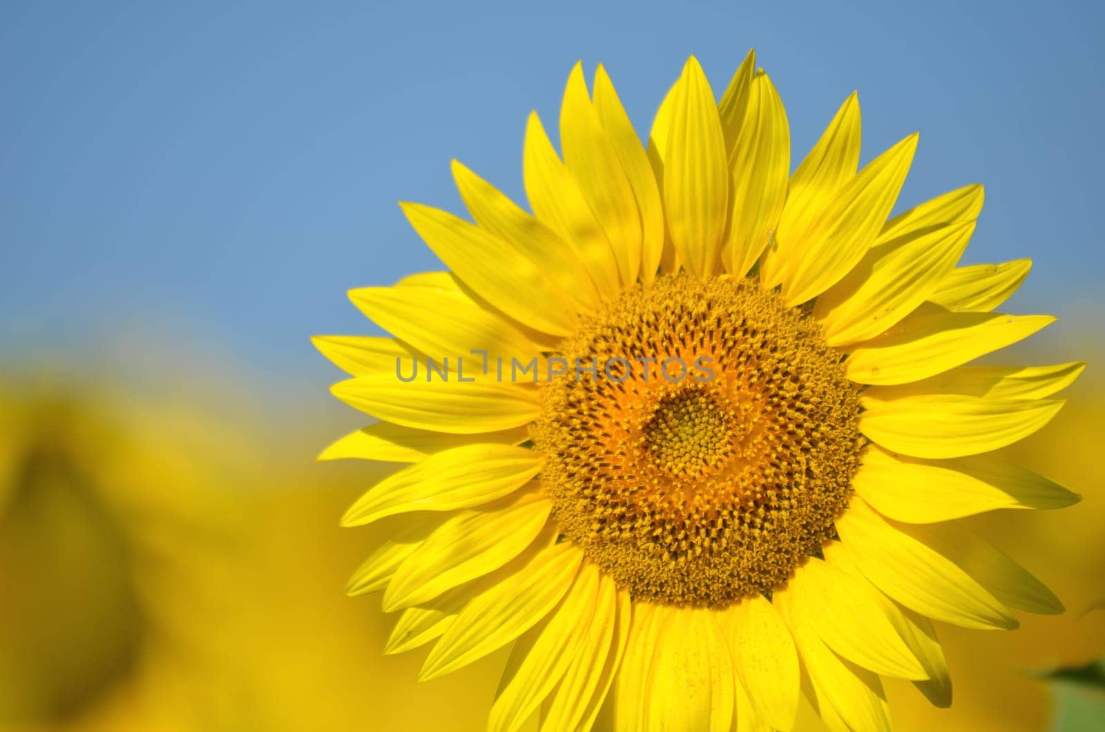 Beautiful sunflowers of Tuscany in Italy against blue sky