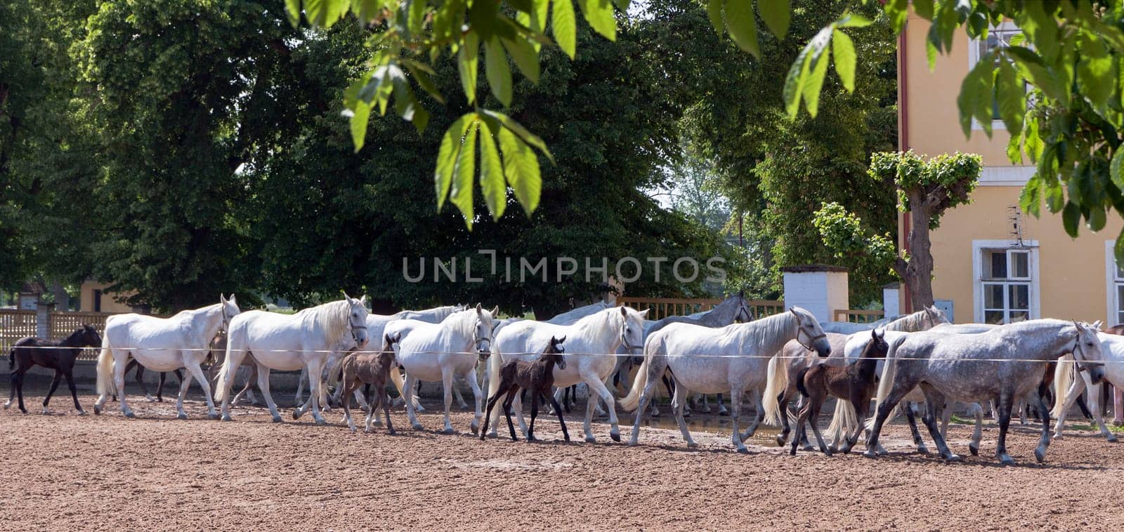 return to stable white horses and foals from grassland
