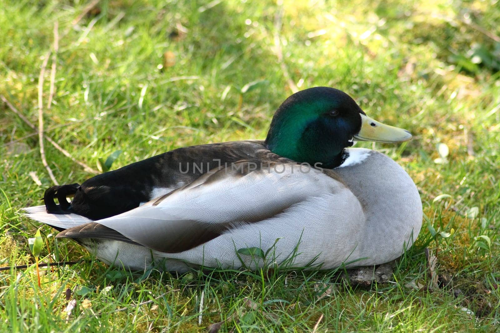 Side view of a resting mallard pelt