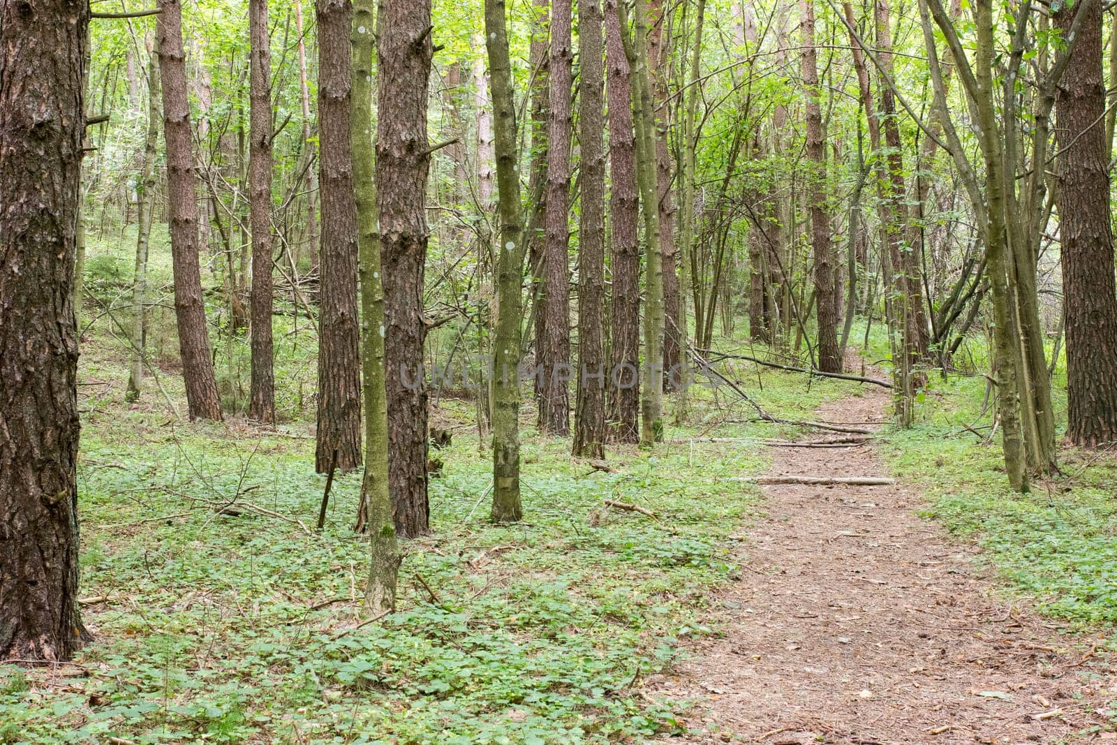 Pathway through the green  forest in a summer day