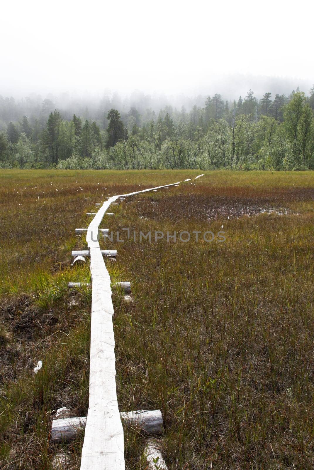 A Lonely Walkinpath Leading over a Moor in the Forest
