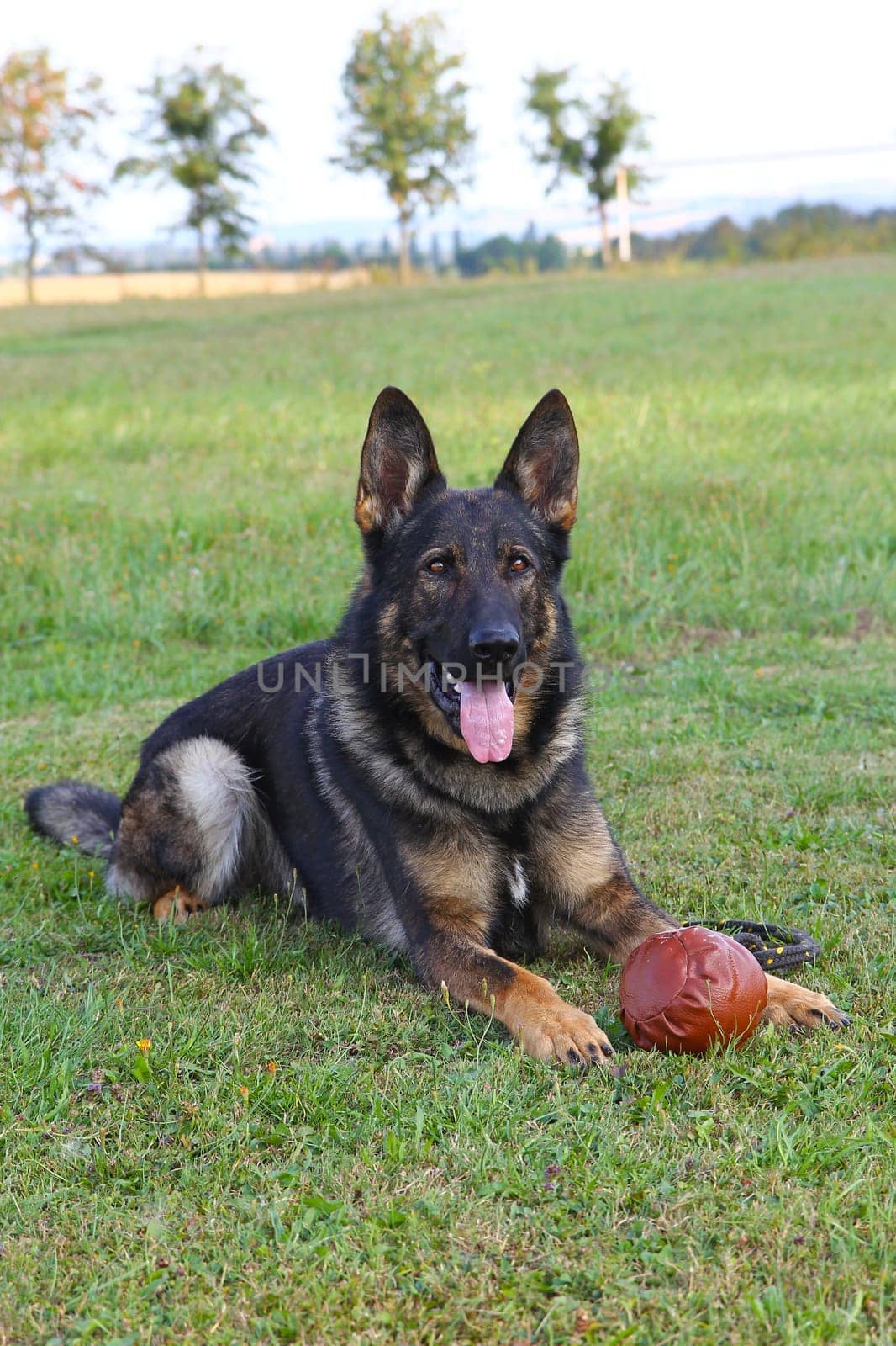German shepherd dog lying with ball on the lawn. Vertically.