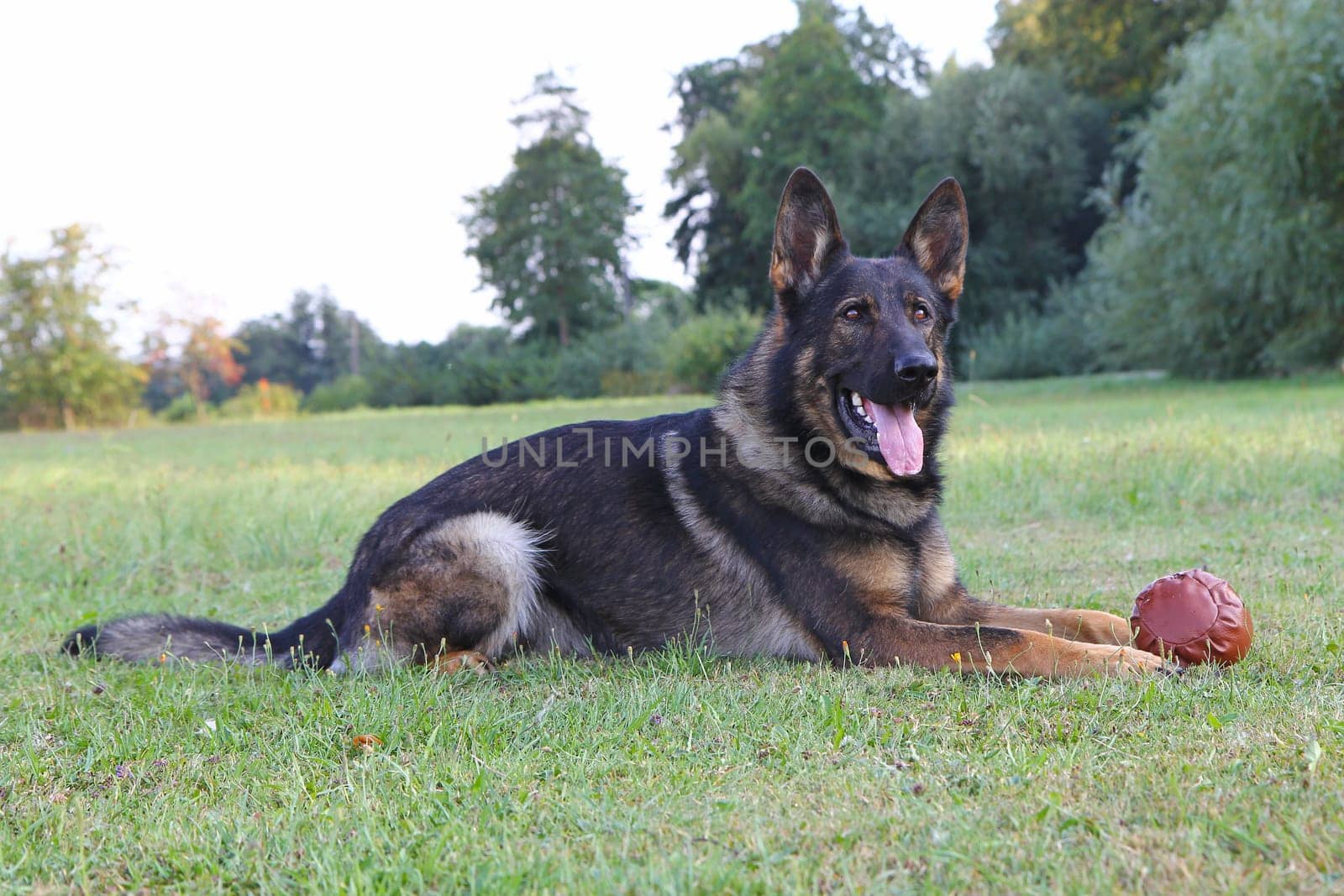 German shepherd dog lying with ball on the lawn. Horizontally.