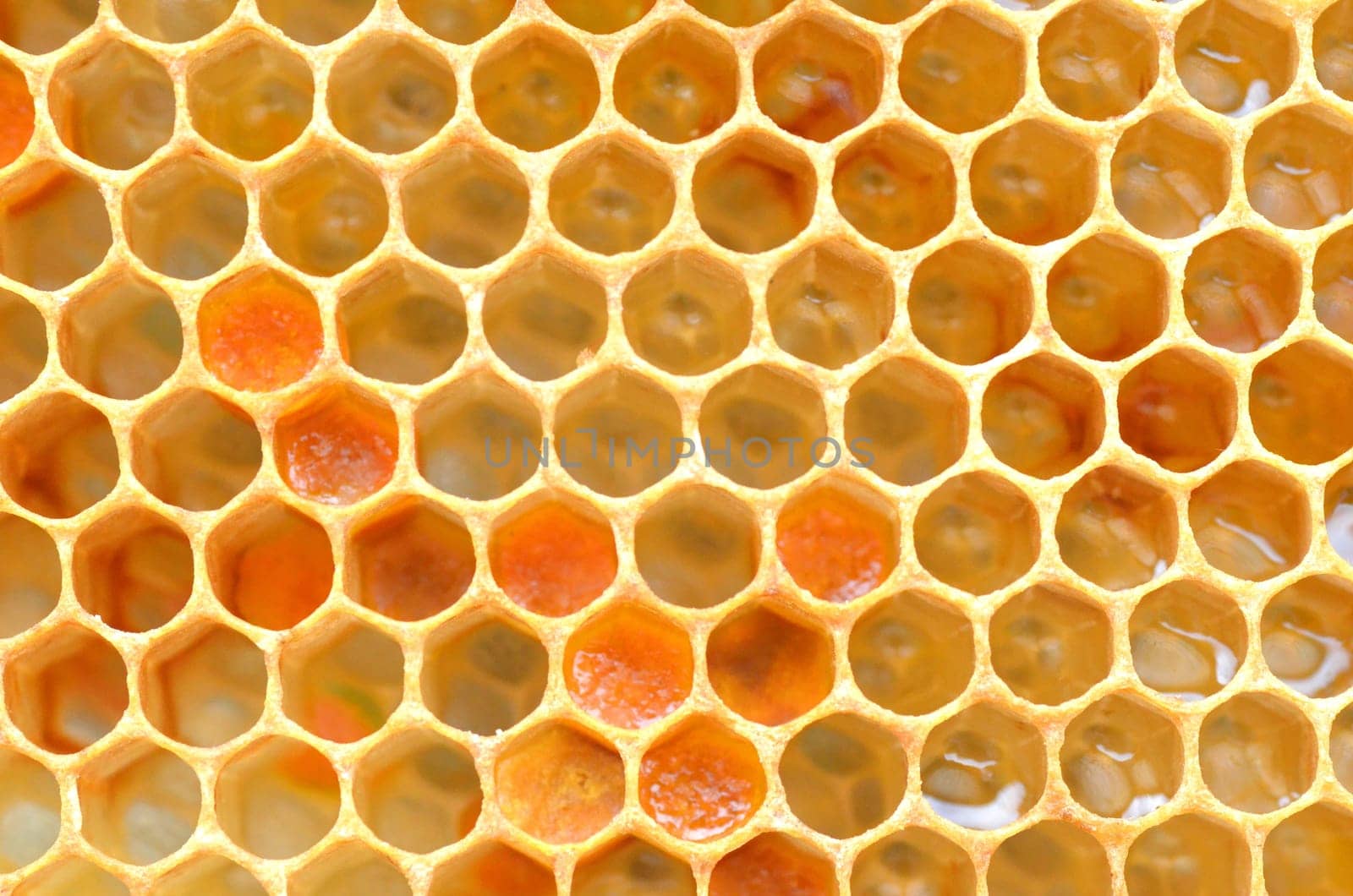 Honeycomb