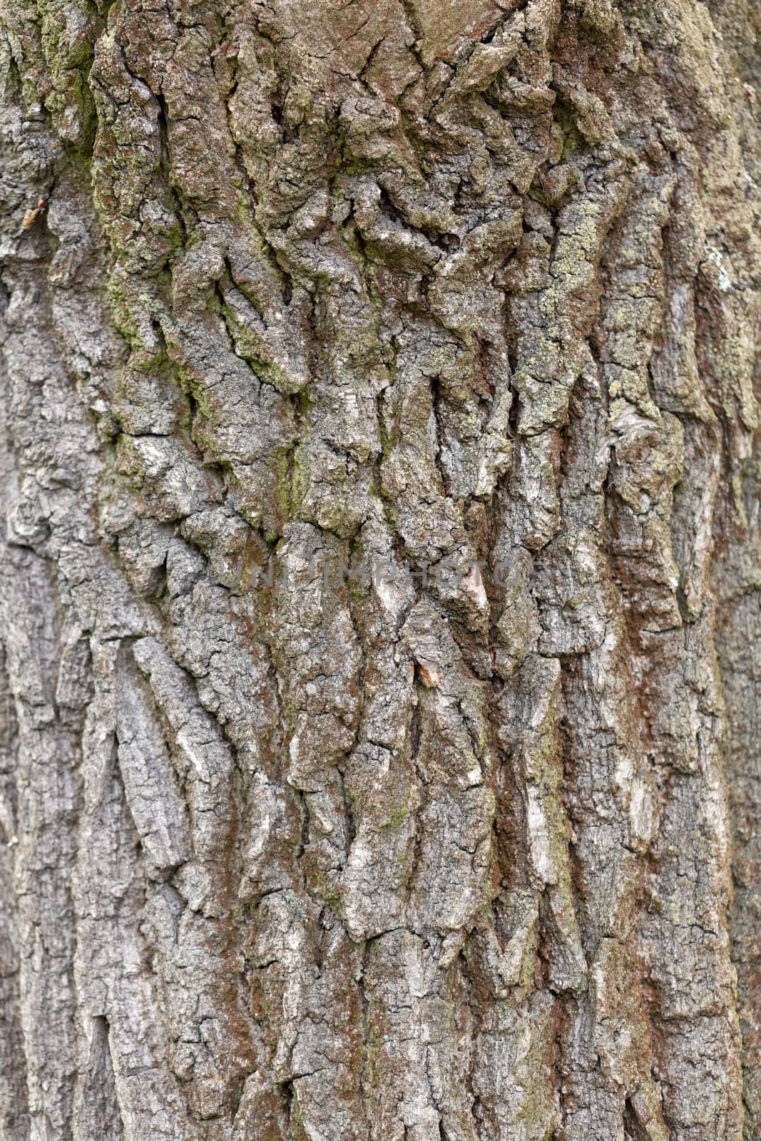 A close-up of an oak tree's bark