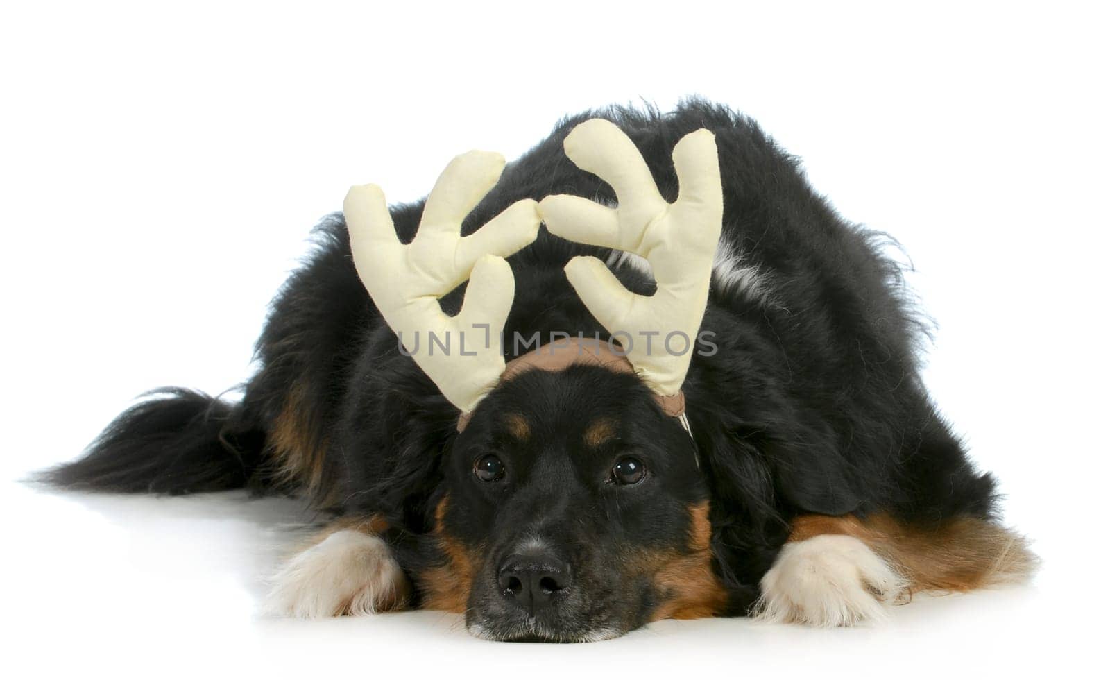 christmas dog - bernese mountain dog wearing rudolph antlers on white background