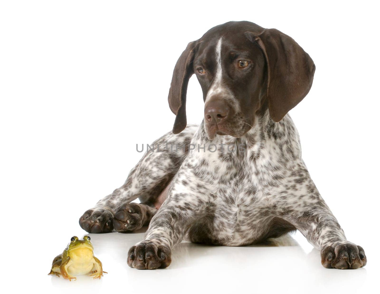 dog and a bullfrog - german shorthaired pointer looking at bullfrog isolated on white background