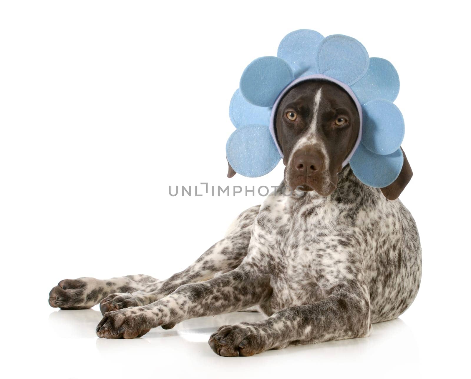funny dog - german shorthair pointer wearing blue flower headband isolated on white background