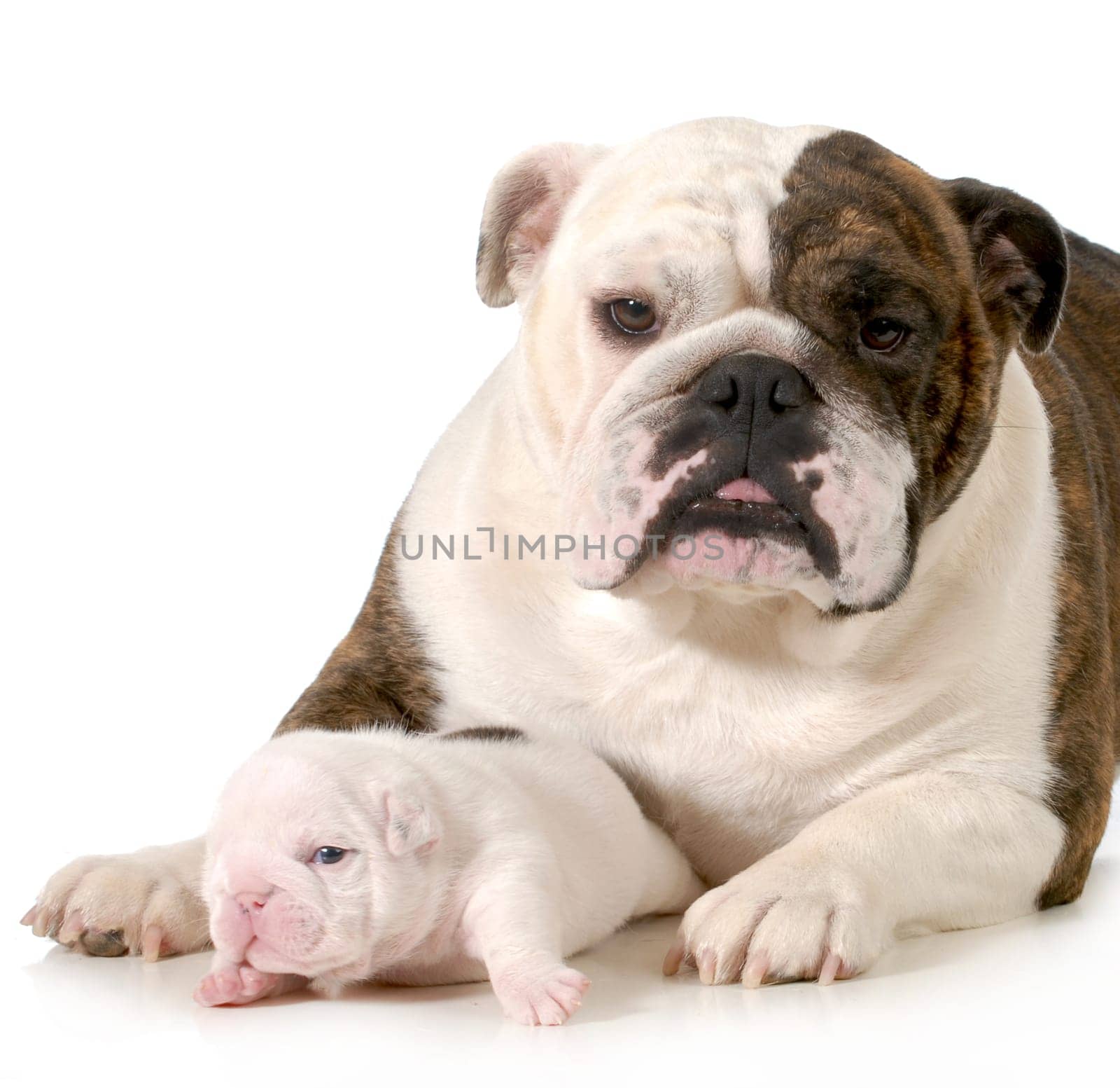 mother and puppy - english bulldog mother laying beside three week old puppy on white background