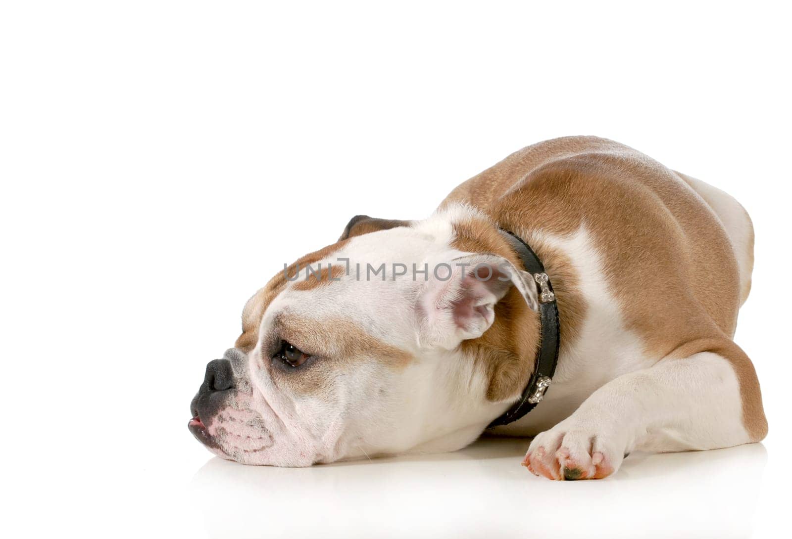 depressed dog - english bulldog with head down and sad expression isolated on white background