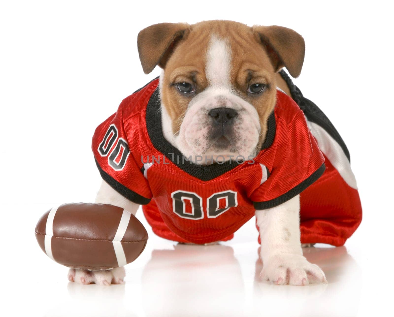 football dog - english bulldog puppy wearing football jersey isolated on white background - 7 weeks old