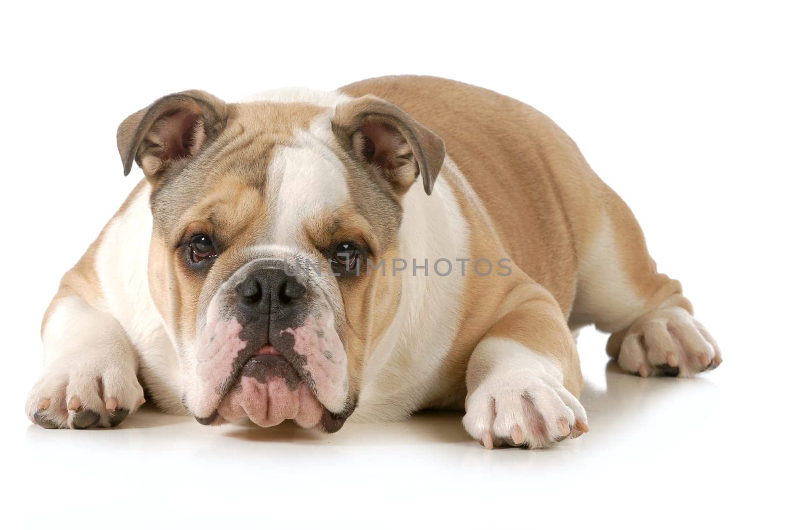 english bulldog laying down looking at viewer isolated on white background