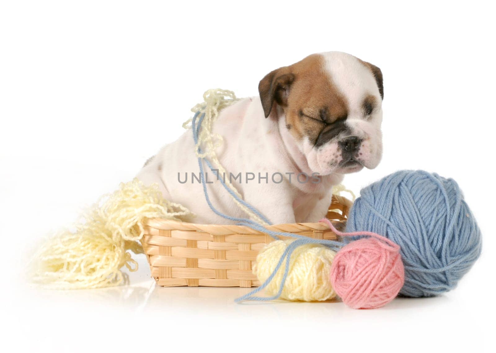 cute puppy sitting in basket of knittng isolated on white background - english bulldog puppy