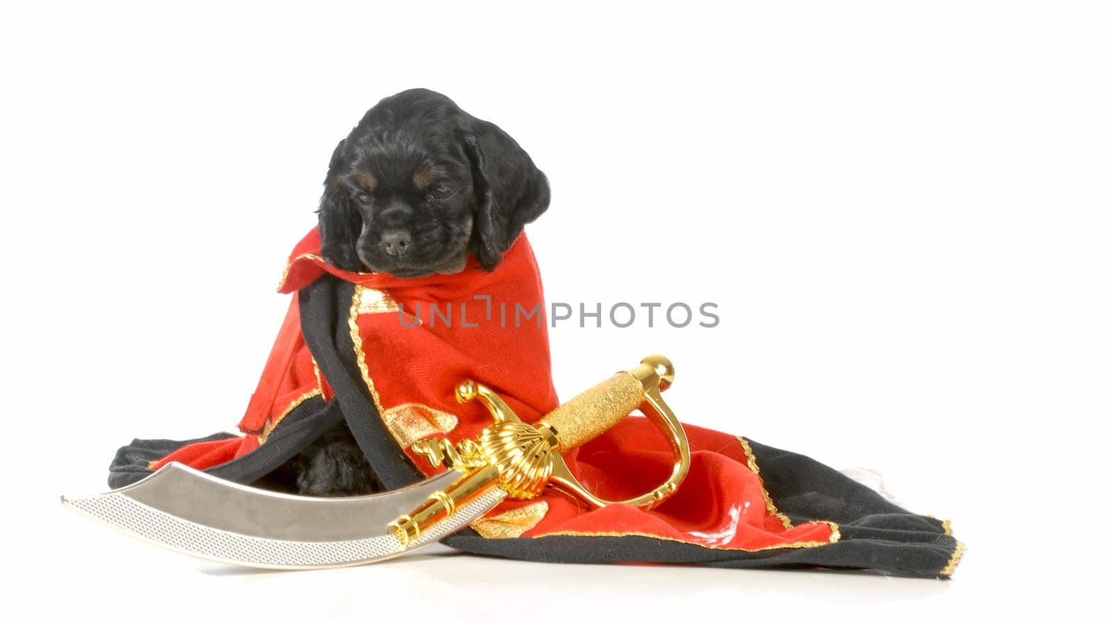 pirate dog - american cocker spaniel puppy dressed up like a pirate isolated on white background - 7 weeks old