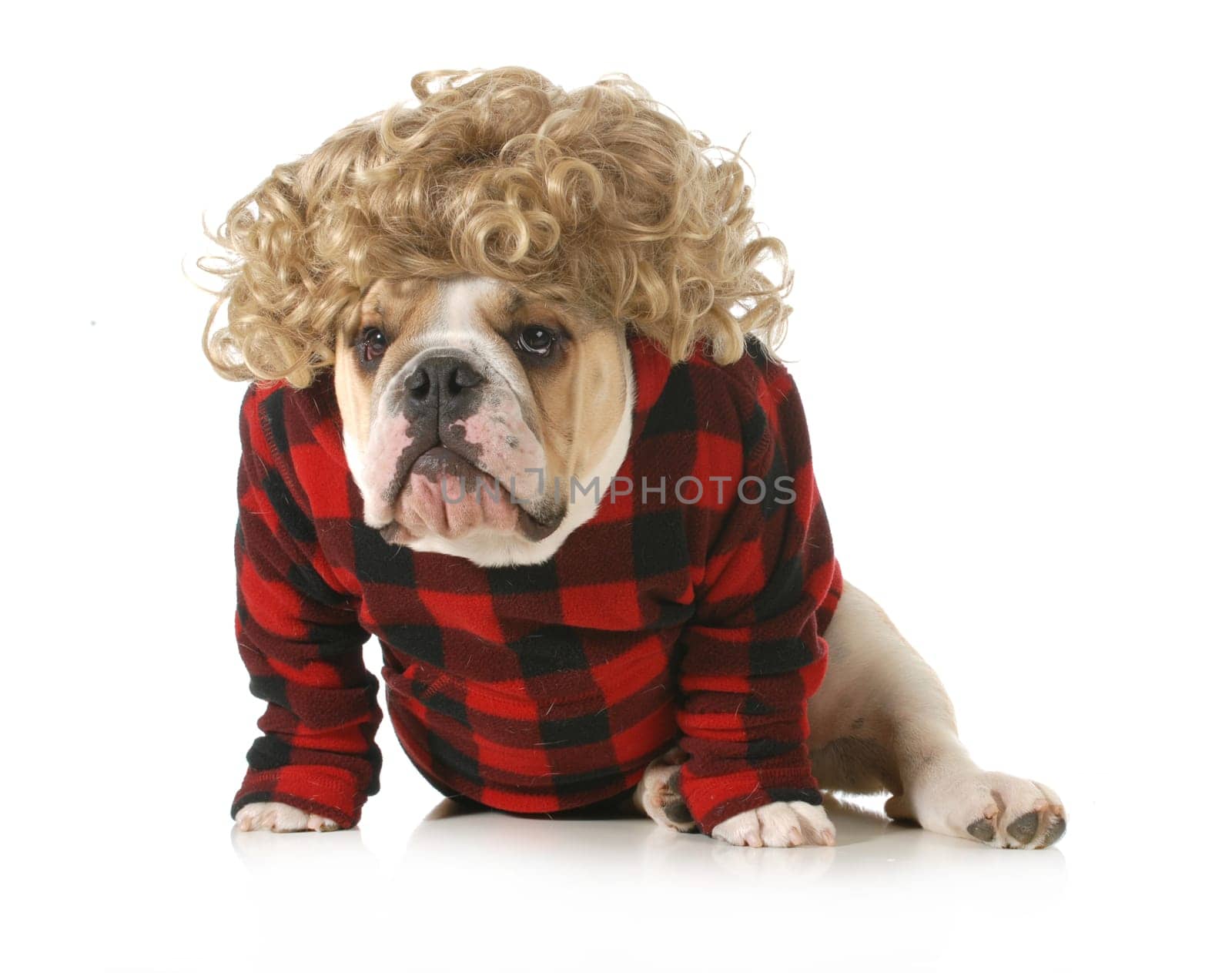 redneck dog - english bulldog humanized with blond wig and plaid jacket isolated on white background