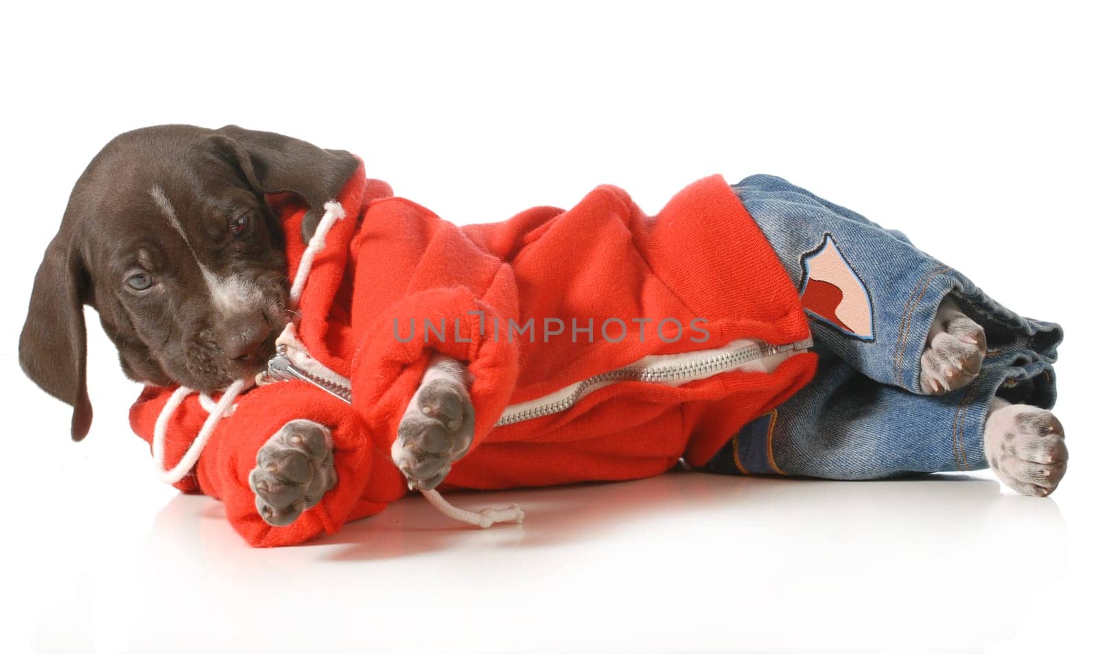 cool dog - german shorthair pointer puppy wearing jeans and a hoodie laying down isolated on white background