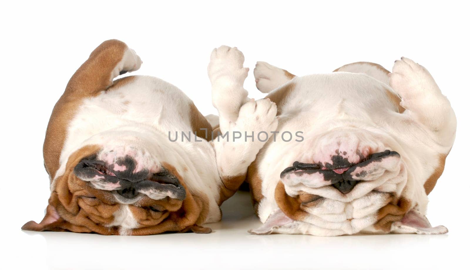 two dogs sleeping - english bulldogs laying on their backs isolated on white background