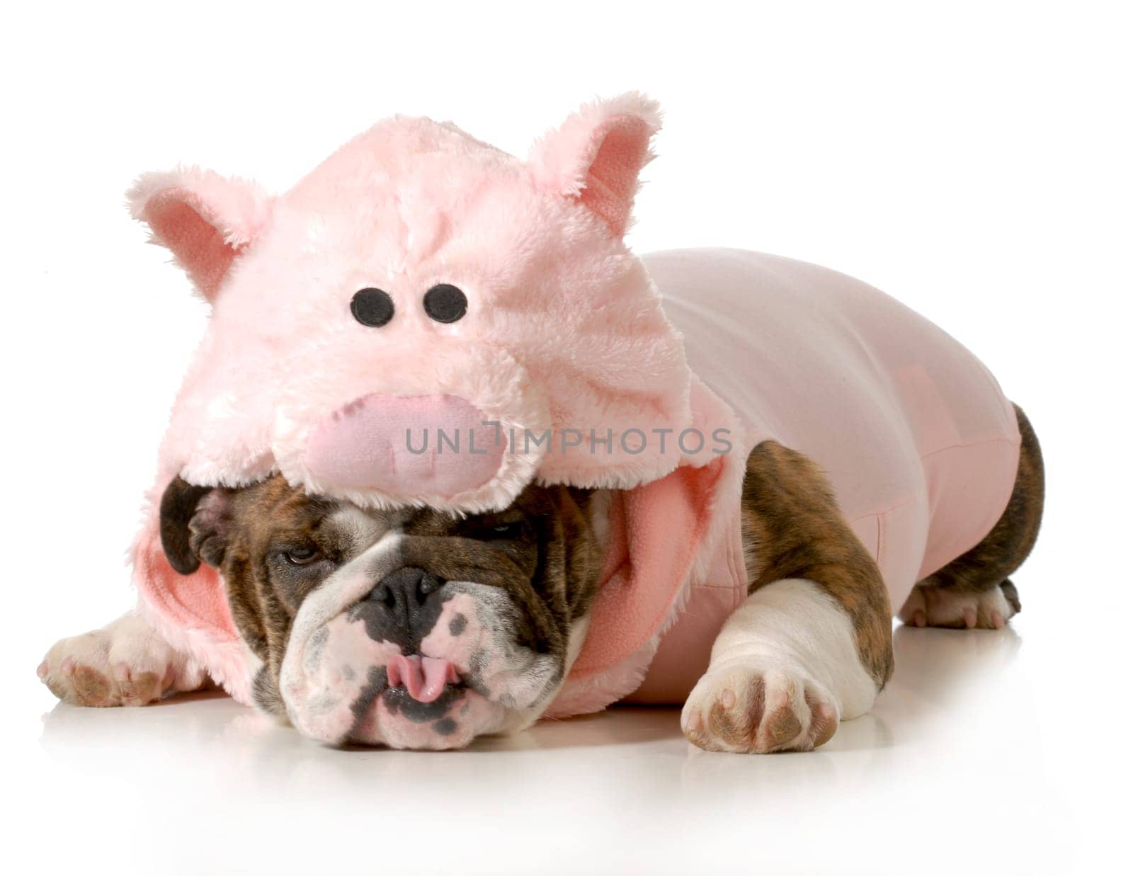 dog wearing pink pig costume isolated on white background - english bulldog