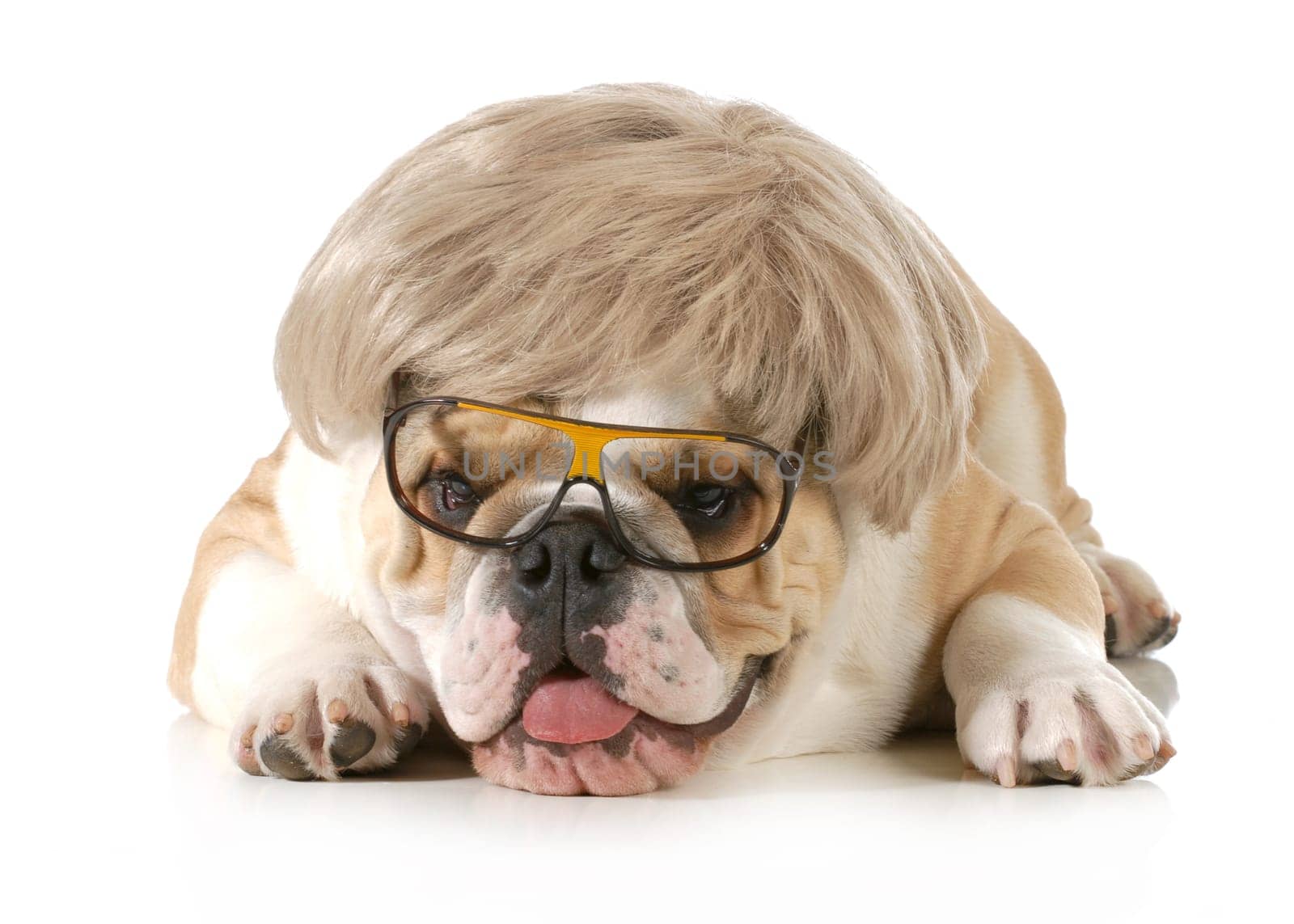 funny dog - english bulldog wearing silly wig and glasses isolated on white background