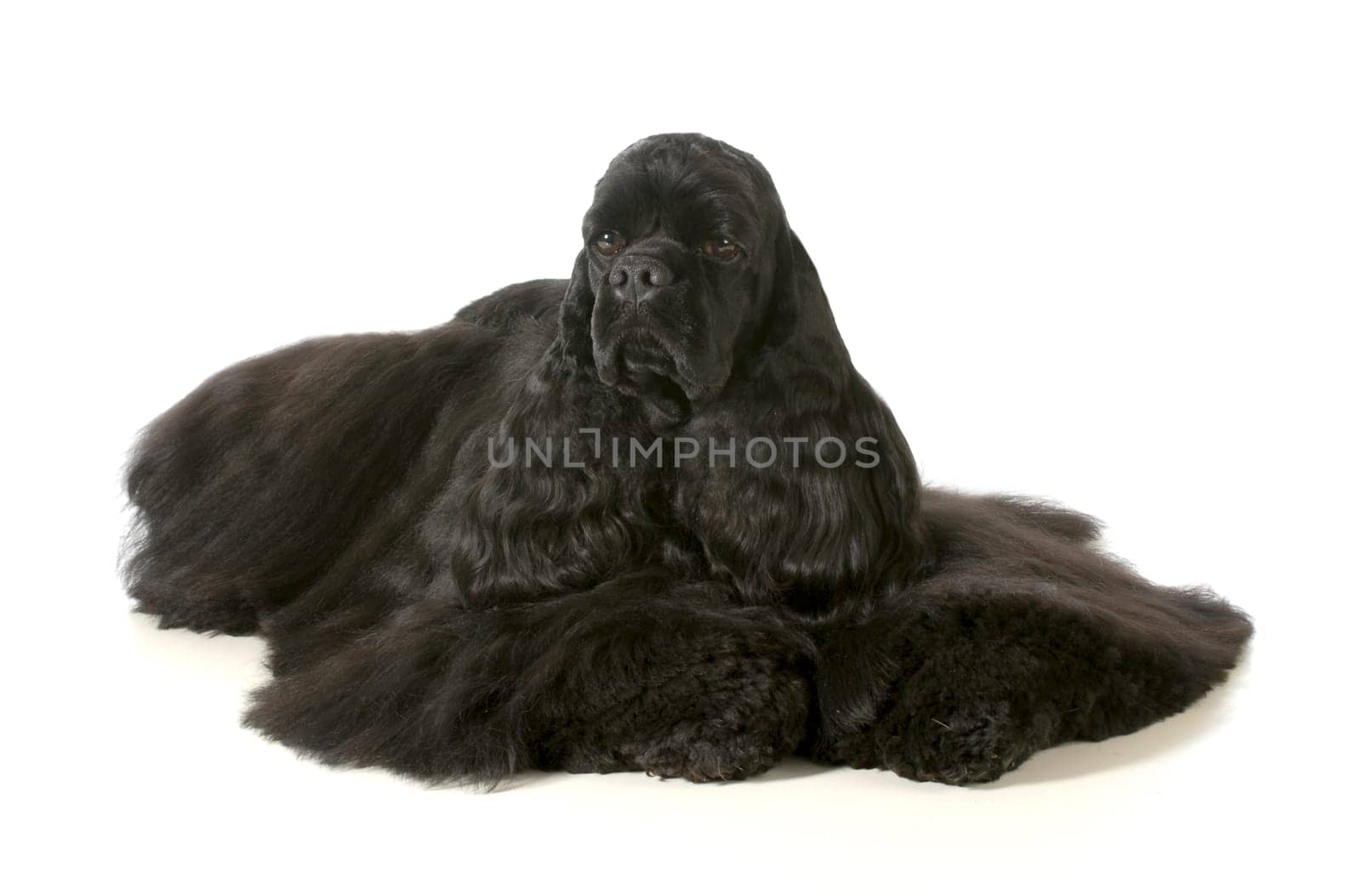 cocker spaniel - male american cocker spaniel show dog laying down isolated on white background